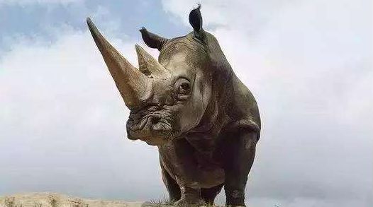 域名注册证_域名注册证书是什么_一级域名注册