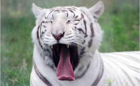 域名注册证书是什么_一级域名注册_域名注册证